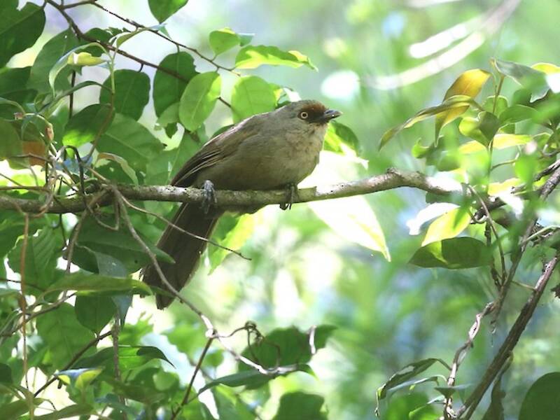 Rufous-fronted Laughingthrush, Photos 2