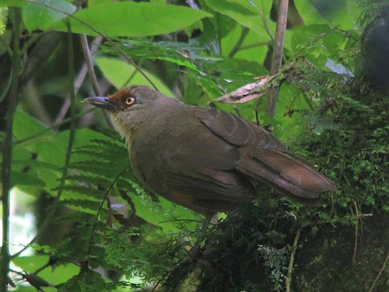 Rufous-fronted Laughingthrush, Photos 3