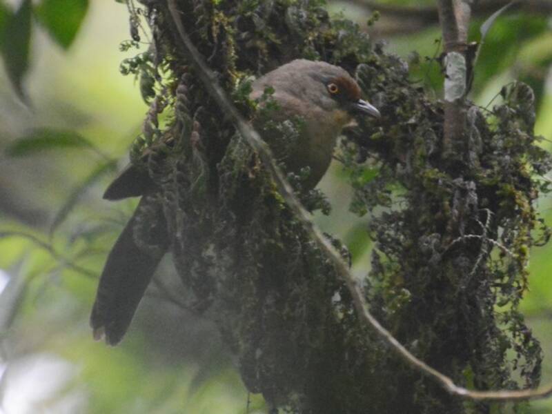 Rufous-fronted Laughingthrush, Photos 4