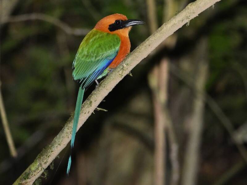 Rufous Motmot