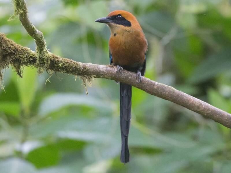 Motmot rossiccio, Foto 2