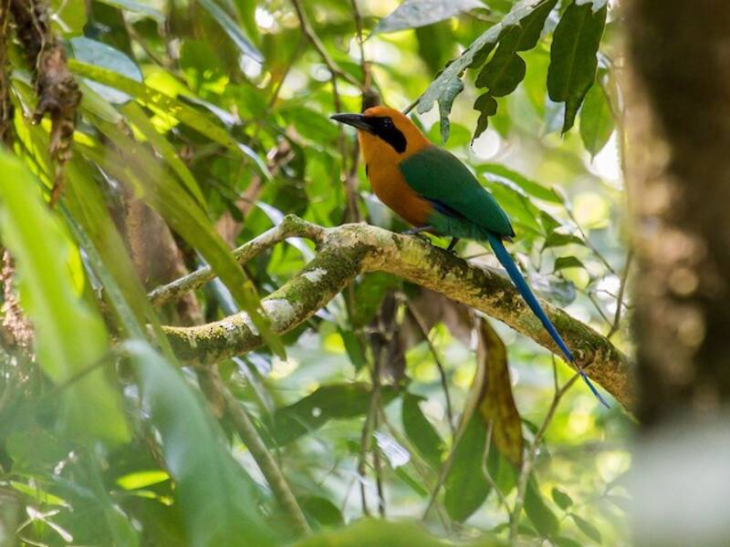 Motmot rossiccio, Foto 3