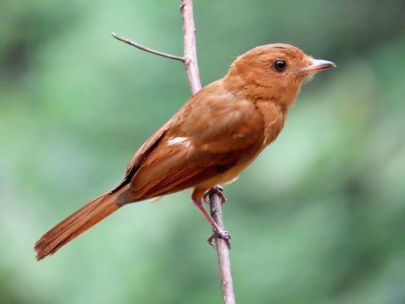 Cotinga roussâtre