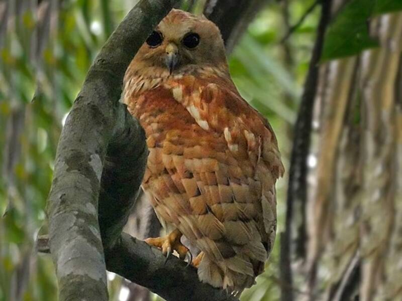 Rufous Fishing-Owl (Scotopelia ussheri)