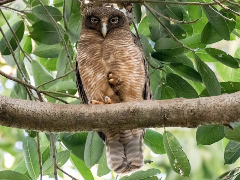 Rufous Owl, Photos 2