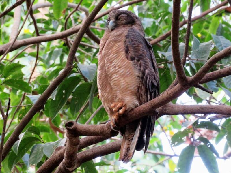 Rufous Owl, Photos 3