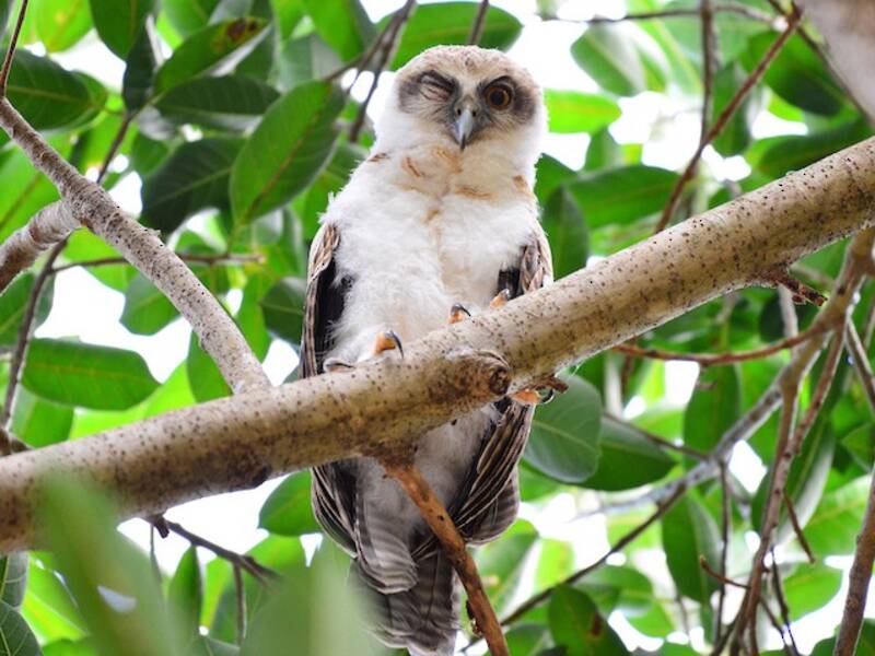 Rufous Owl, Photos 4