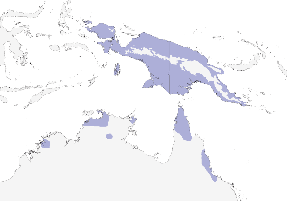 Rufous Owl, Distribution 1