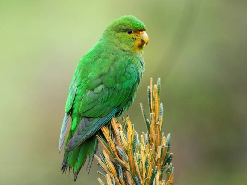 Kakariki de Malherbe, Photos 4