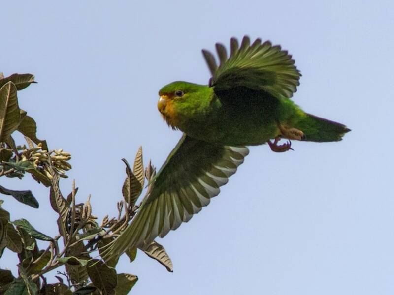Kakariki de Malherbe, Photos 2
