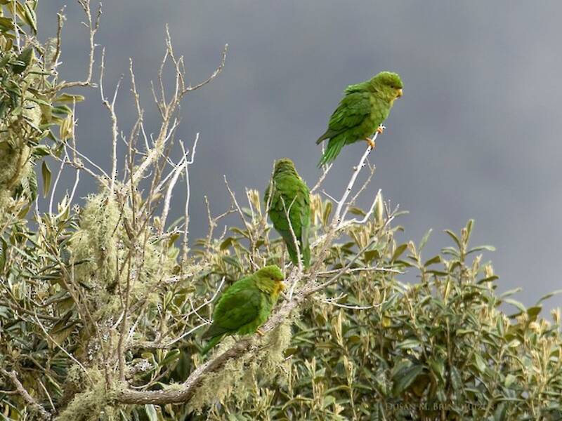 Kakariki de Malherbe, Photos 3