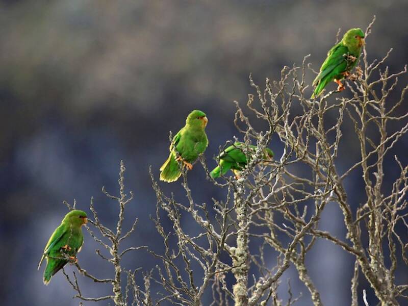 Kakariki de Malherbe