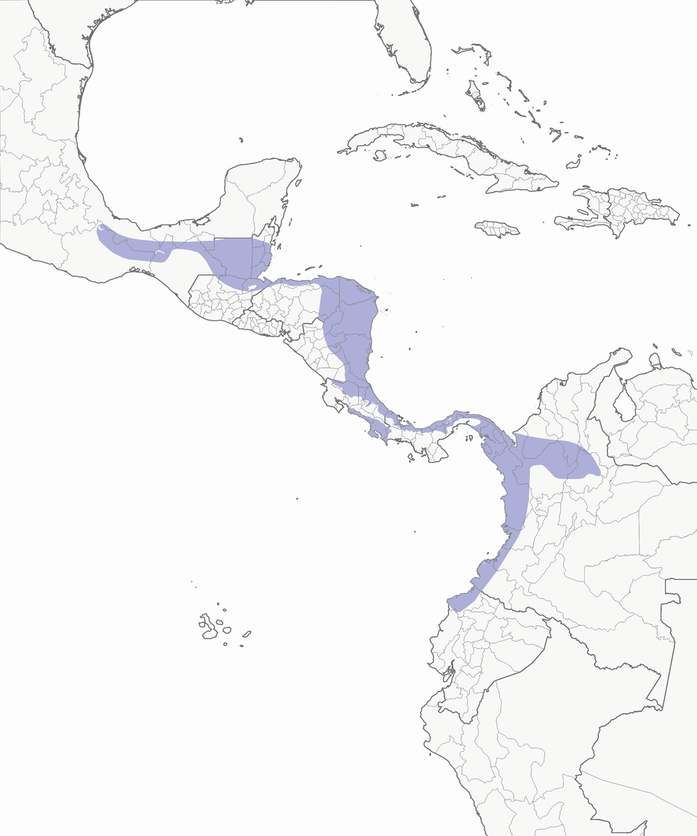 Piha Rojiza, Distribución 1