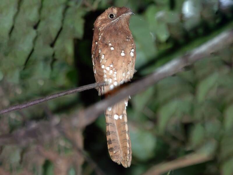 Rufous Potoo, 照片 3