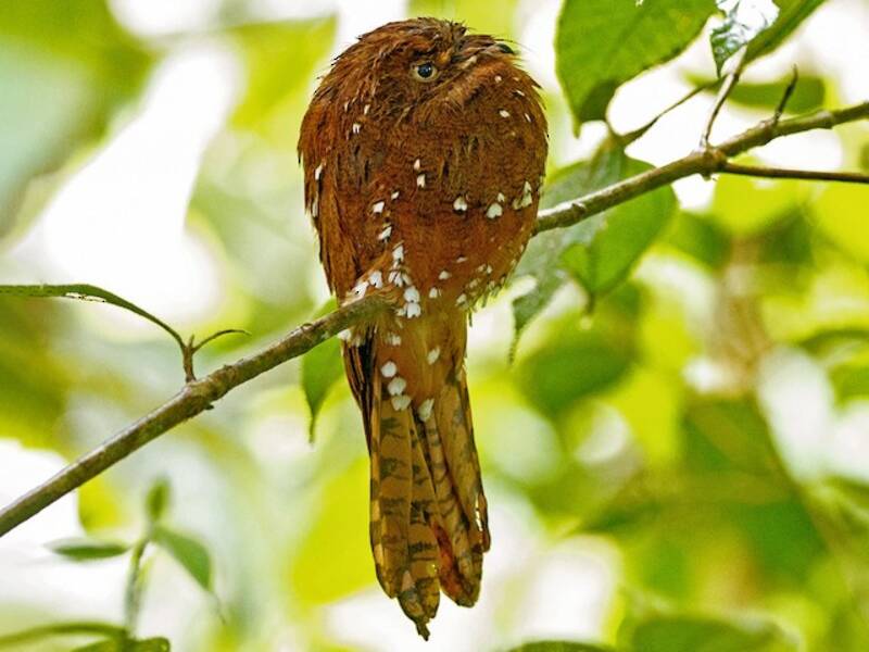 Rufous Potoo, 照片 2