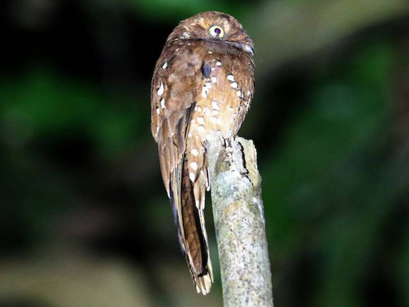 Rufous Potoo