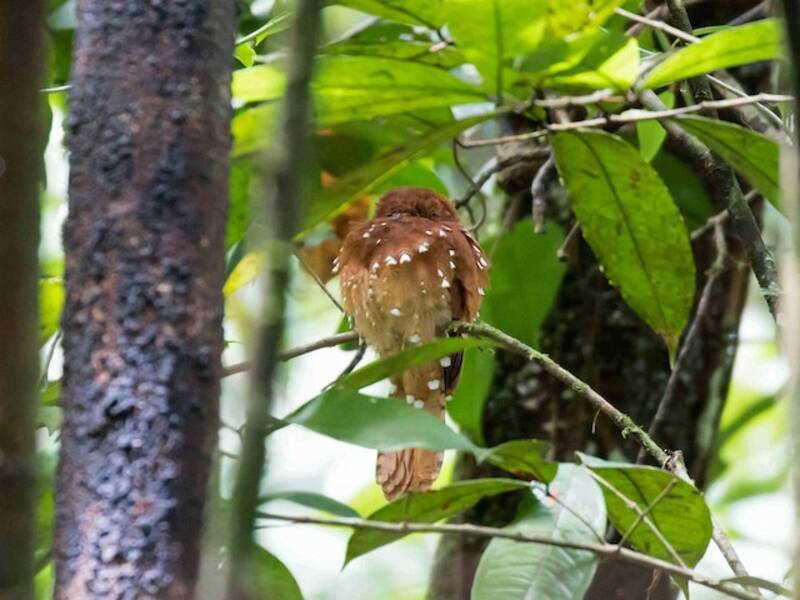 Rufous Potoo, 照片 4