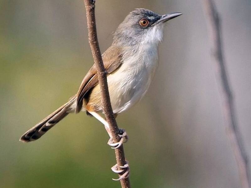 Rufescent Prinia, 照片 2