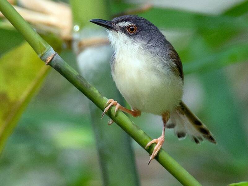 Rufescent Prinia, 照片 3