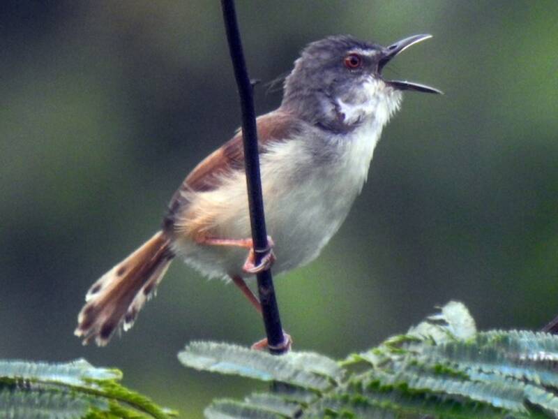 Rufescent Prinia