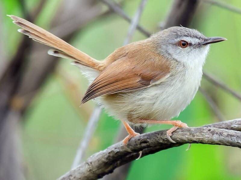 Rufescent Prinia, 照片 4