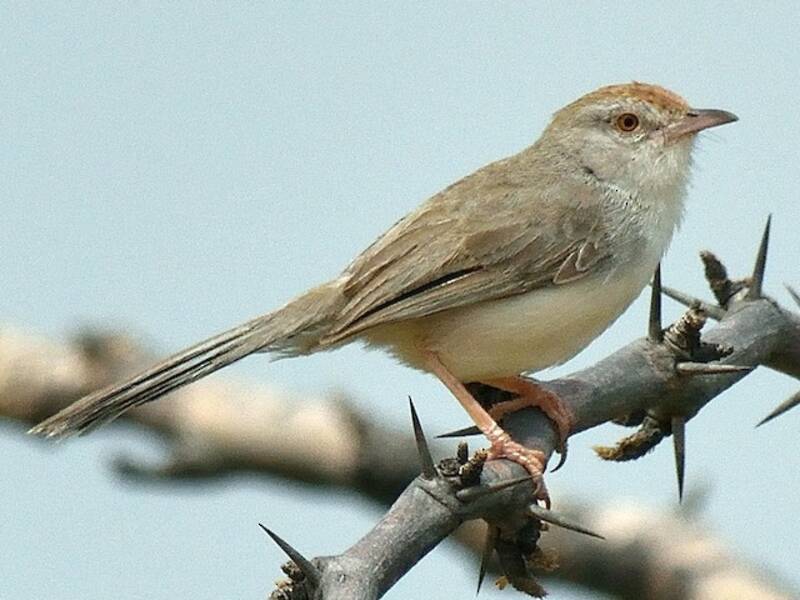 Rufous-fronted Prinia