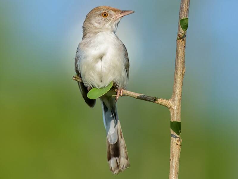 Prinia fronte rossiccia, Foto 3