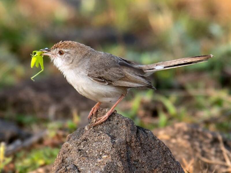 Prinia fronte rossiccia, Foto 2