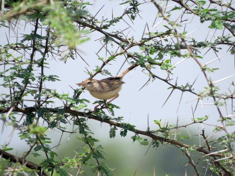 Prinia fronte rossiccia, Foto 4