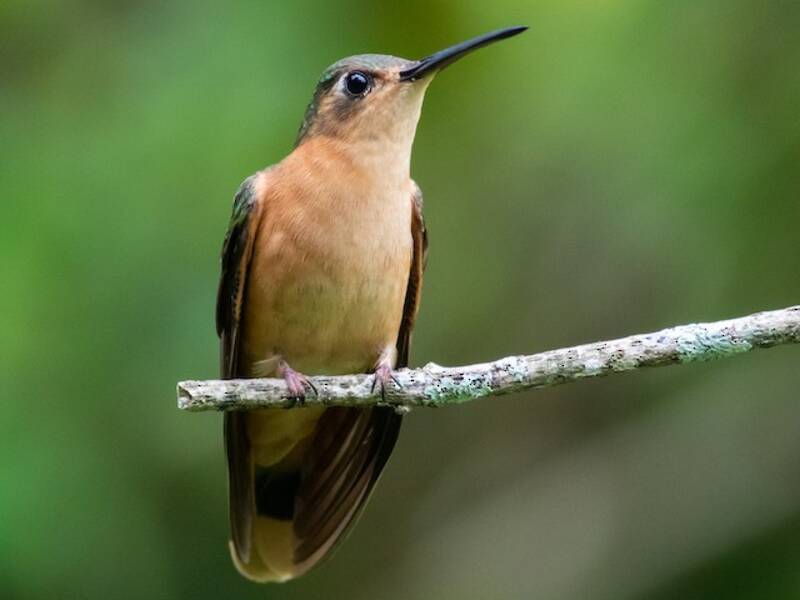 Rufous Sabrewing, Photos 2