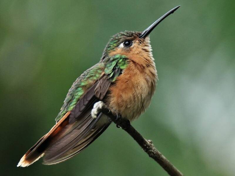 Rufous Sabrewing, Photos 3