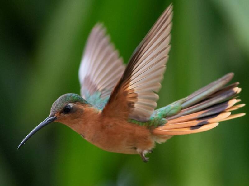 Rufous Sabrewing, Photos 4