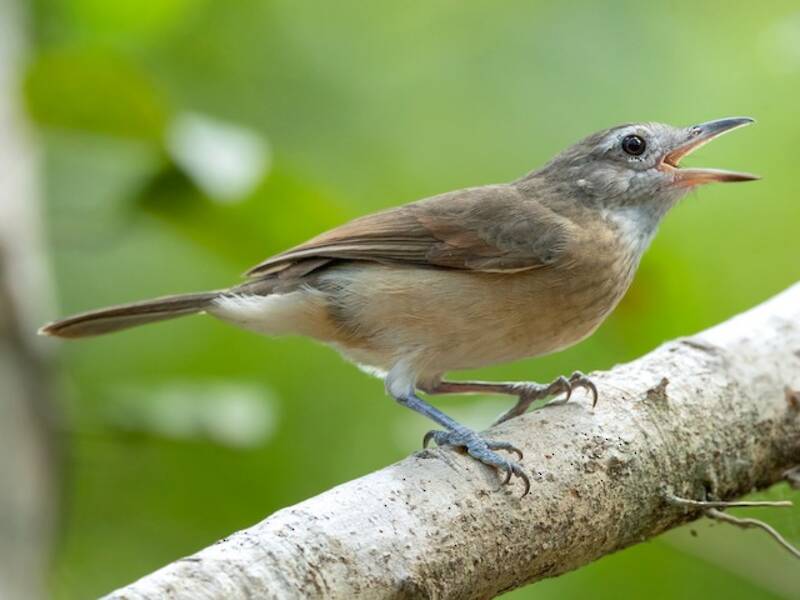 Arafura Shrikethrush