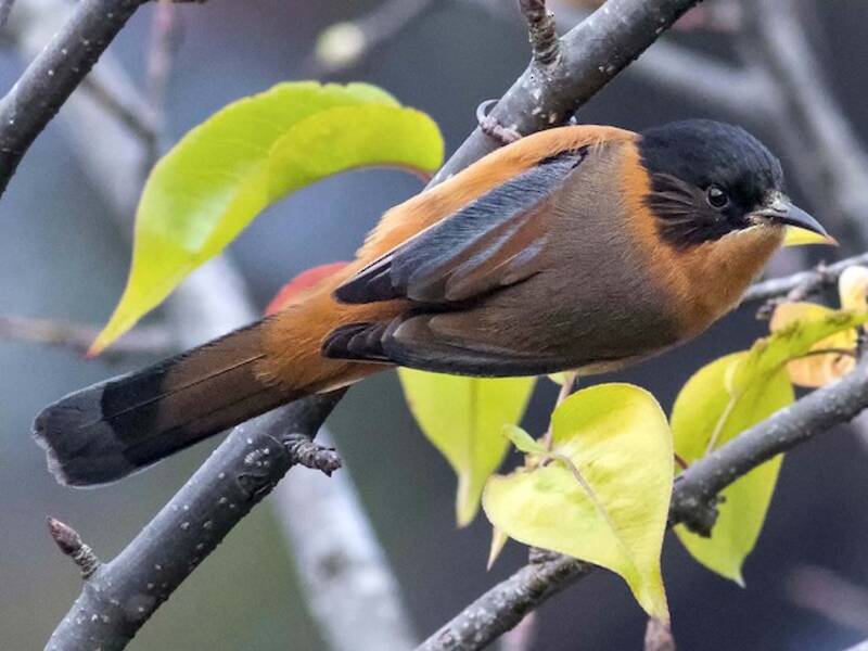 Rotsibia