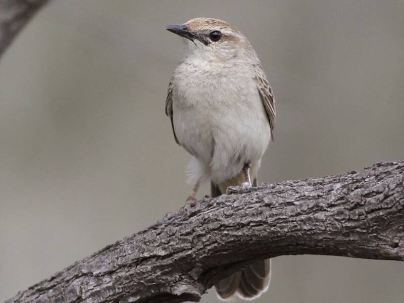 Allodola canora rossiccia, Foto 3