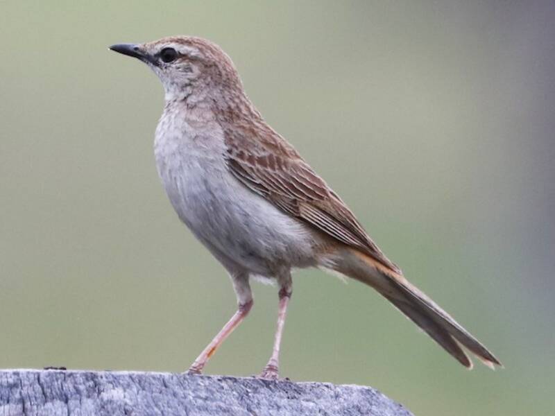 Allodola canora rossiccia