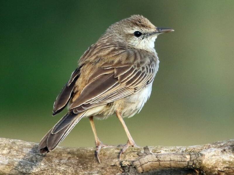 Allodola canora rossiccia, Foto 2
