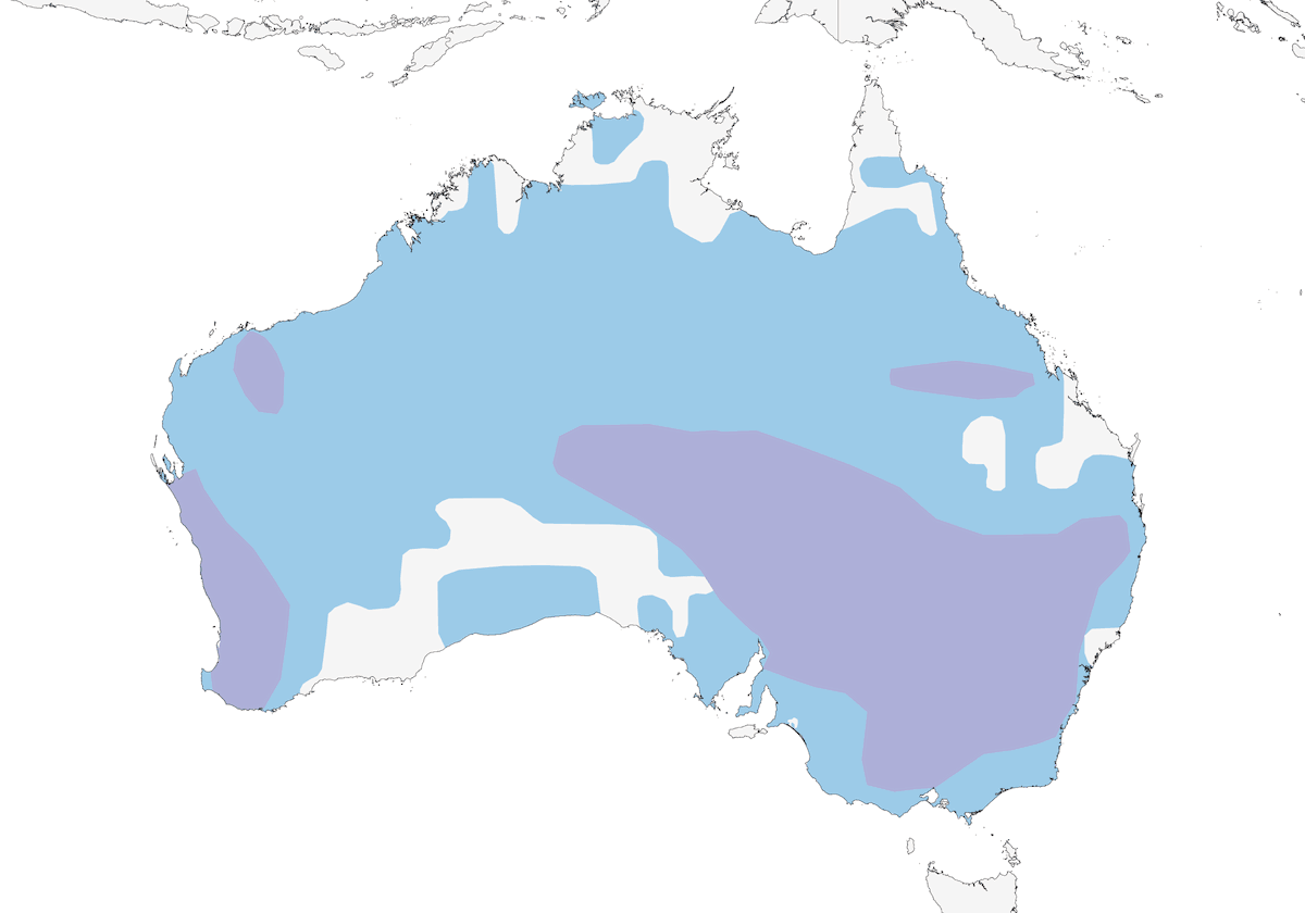 Allodola canora rossiccia, Distribuzione 1