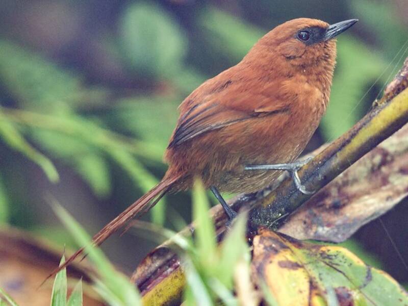 Rotbrauner Spinetail, Fotos 4