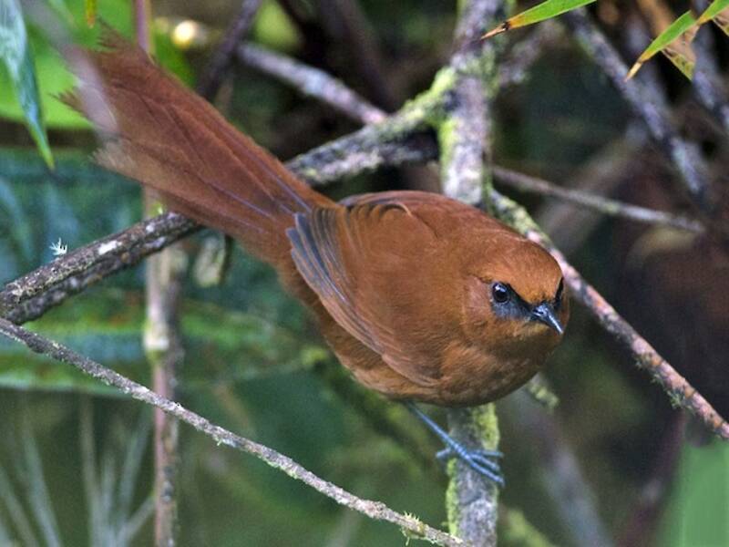 Rotbrauner Spinetail, Fotos 2
