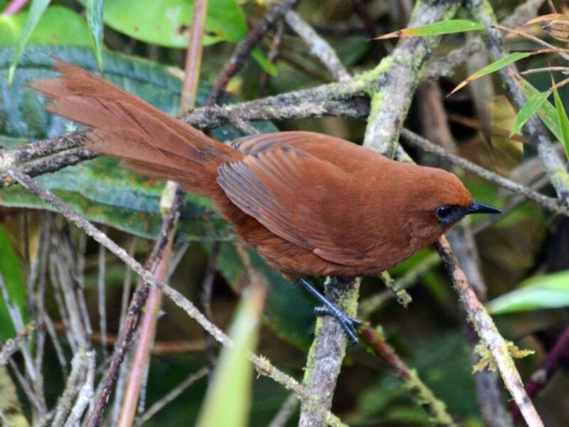 Rotbrauner Spinetail, Fotos 3