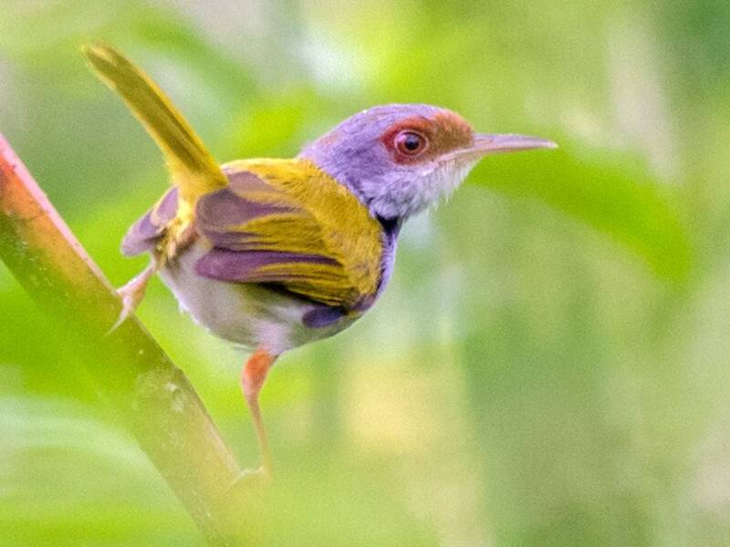 Rufous-fronted Tailorbird, 照片 4