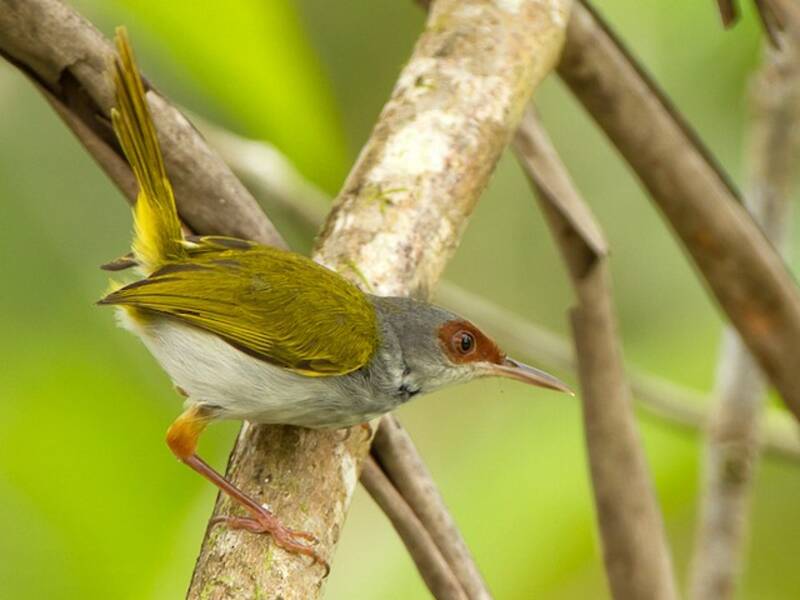 Rufous-fronted Tailorbird, 照片 3