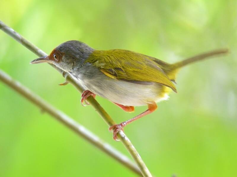 Rufous-fronted Tailorbird, 照片 2