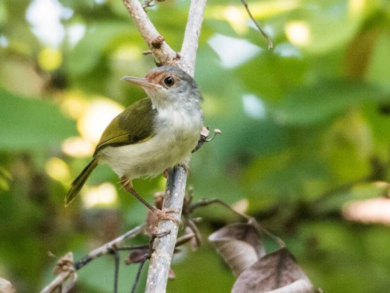 Rufous-fronted Tailorbird