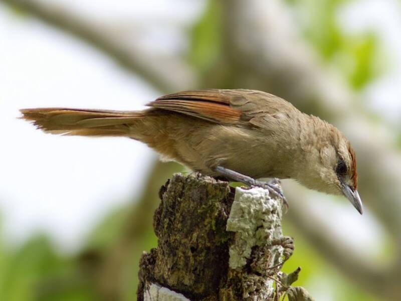 Roststirn-Dornvogel