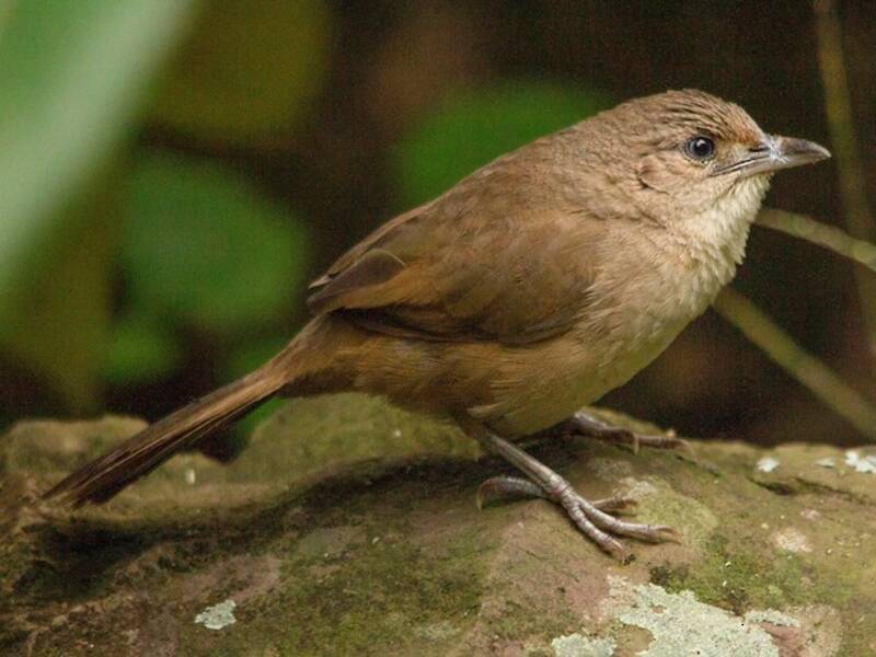 Plain Thornbird, 照片 3
