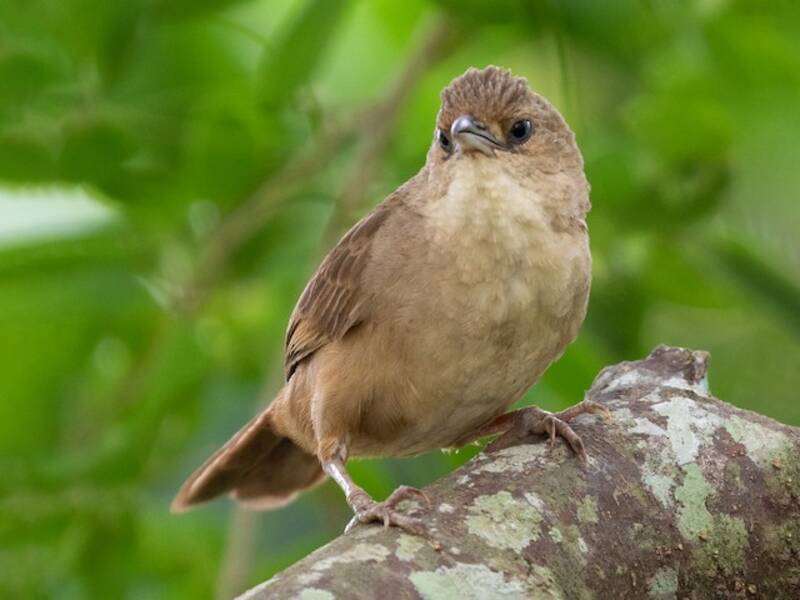Plain Thornbird, 照片 2