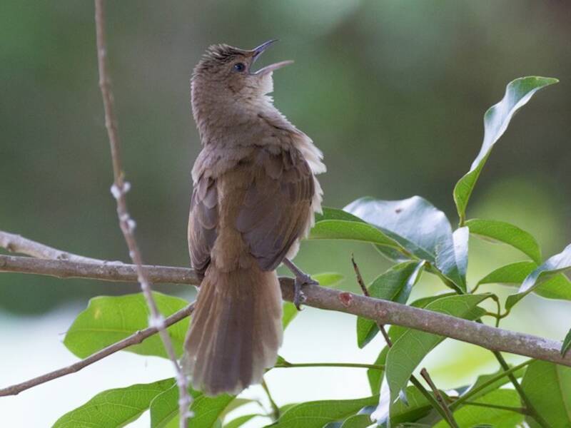 Schlichtdornvogel