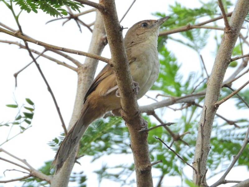 Plain Thornbird, 照片 4